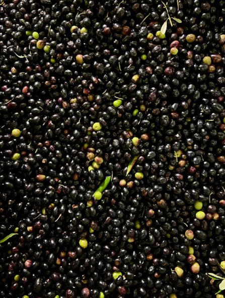 olio moraiolo le rocchette massa martana